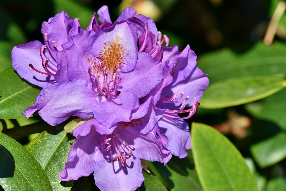 close, purple, rhododendron flowes, rhododendron, rhododendron buds, rhododedron flowering, purple rhododendron, bud, blossom, bloom