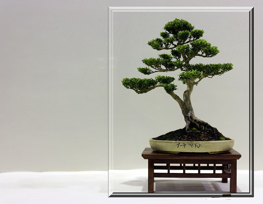 green, leafed, bonsai plants, bonsai, tree, small, frame, growing, japanese, branches