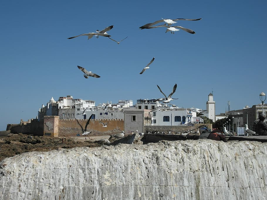 essaouira, morocco, coast, atlantic, beach, gulls, rock, flying, animal themes, animal