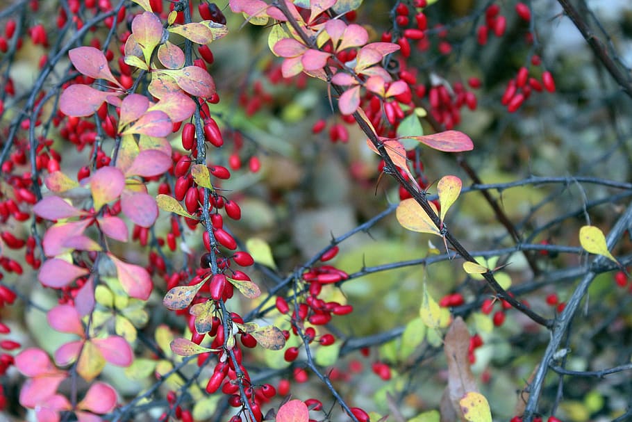 barberry, ornamental shrub, red fruits, red barberry, ornamental plants, ornamental shrubs, autumn, nature, seasons of the year, plant