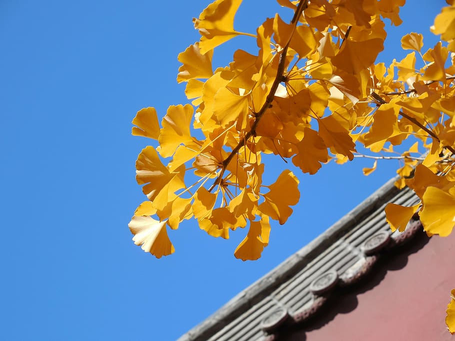 baixo, fotografia em ângulo, amarelo, árvore foliar, folhas de ginkgo, outono, dourado, templo, telhado, budista