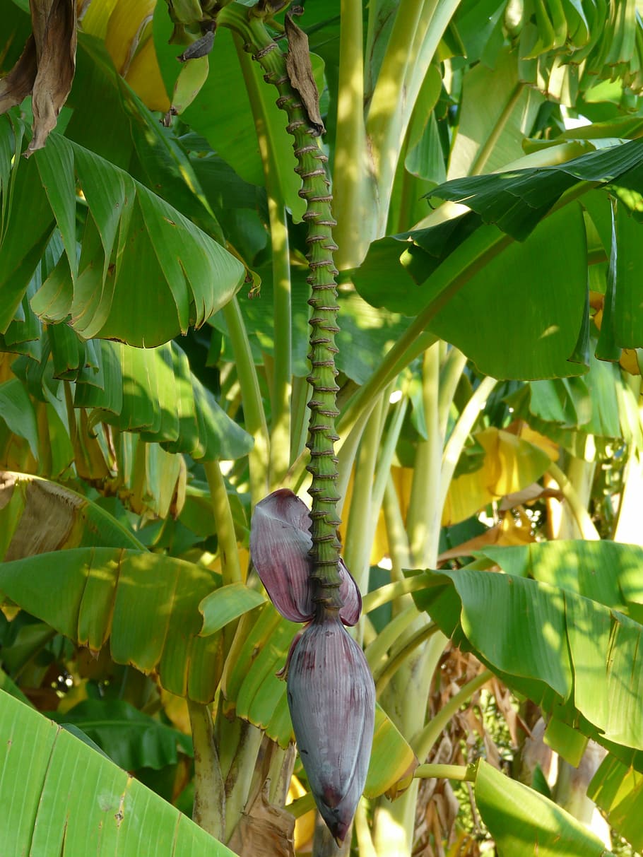 バナナの木, バナナ, バナナ低木, 低木, 茎, 閉じる, マクロ, デザートバナナ, obstbanane, バナナムサ