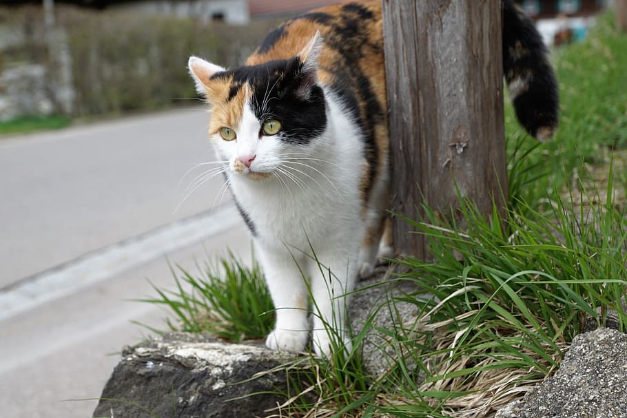 Kucing, Berwarna-warni, Padang Rumput, Hewan, di belakang batu, jerman, warna, putih, hitam, tiga warna