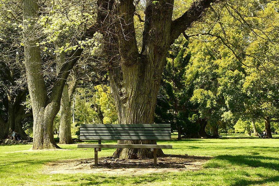 bench, tranquillity, park, trees, outdoor, adelaide, tree, plant, seat, green color