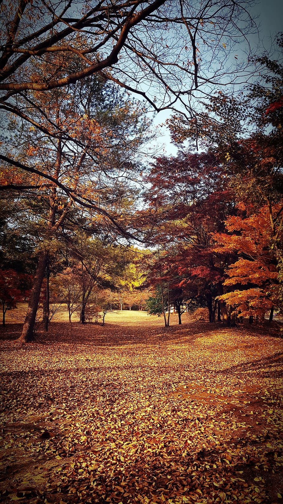秋 風景 葉 壁紙 自然 木 植物 変化 自然の美しさ 静けさ Pxfuel