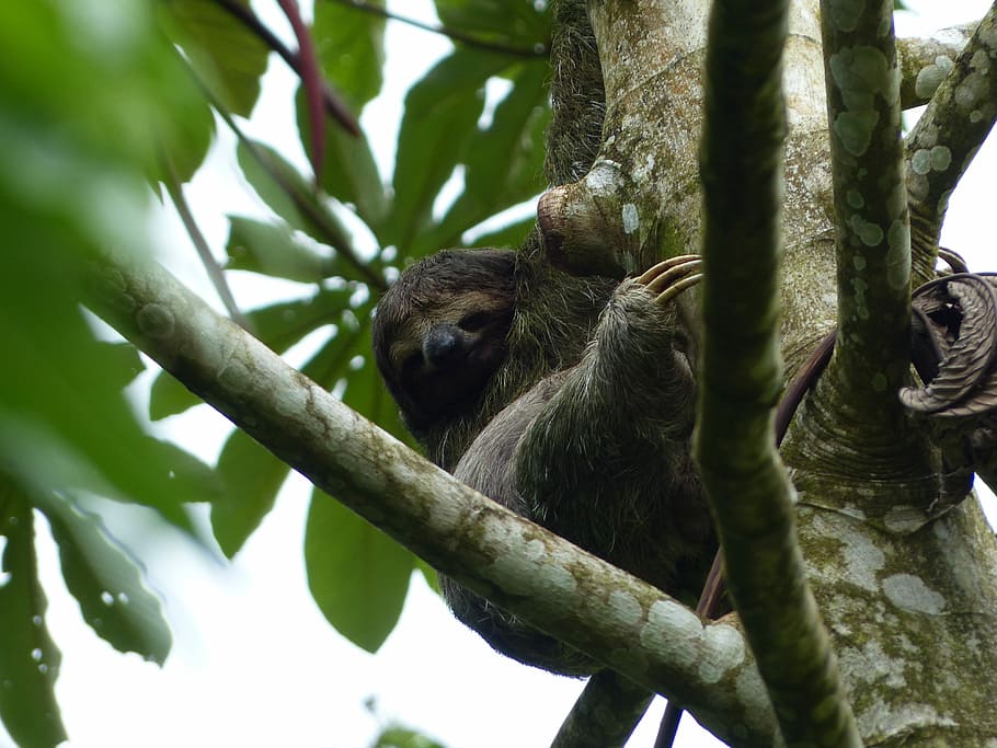 sloth, tree, animal, rest, costa rica, nature, depend, sleep, satisfied, relaxed