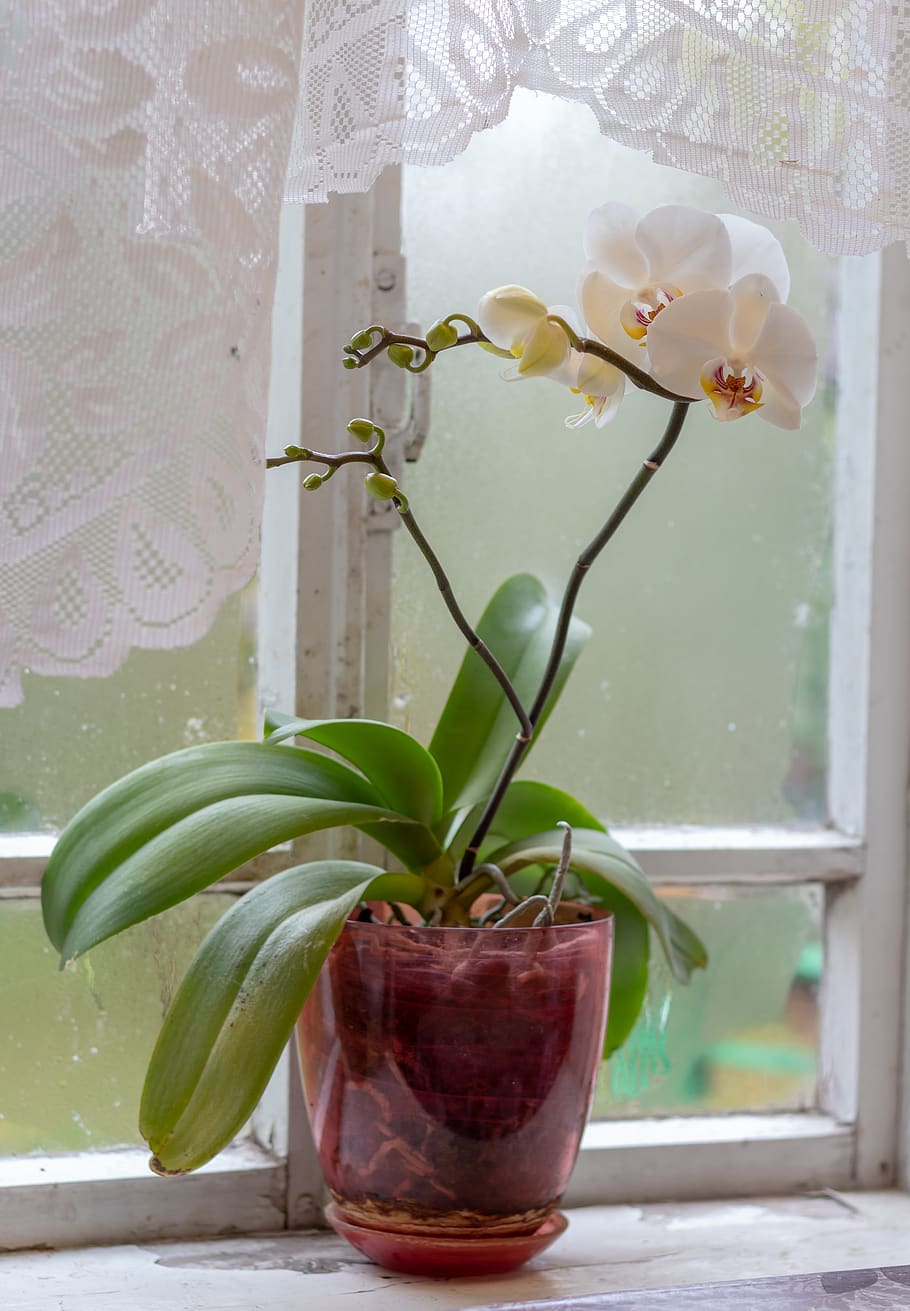 orchid, flowers, exotic, flora, bloom, plant, glass - material, freshness, window, close-up