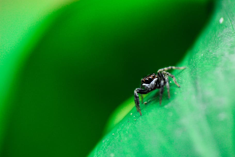 spider, insect, outdoor, green, leaf, plant, nature, blur, arachnid, animal themes