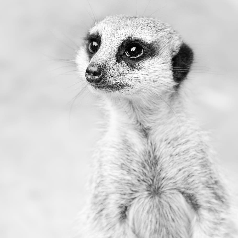 meerkats, meerkat, animals, nature, portrait, black and white, animal themes, animal, one animal, animal wildlife