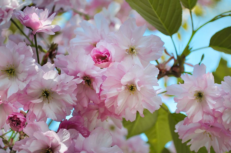 close-up photography, pink, cherry, blossom, closeup, petaled, flowers, daytime, blossoms, flower