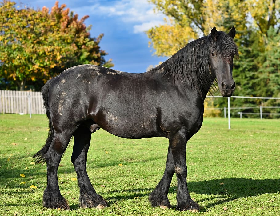 horse, stallion, animal, rural, pasture, black, mammal, livestock, domestic, animal themes