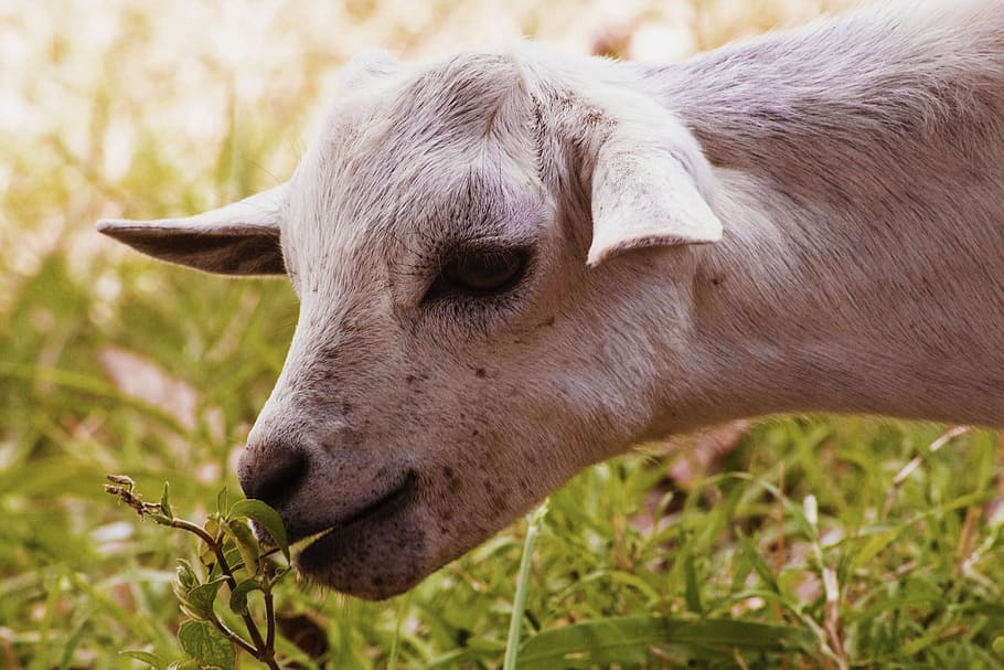 Goat, Eating, Grass, African, goat eating grass, african goat, animal, white, farm, rural