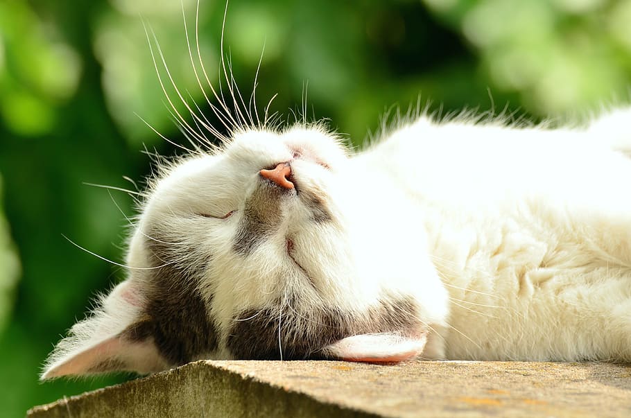 white, black, cat, brown, wood, cat face, sleep, exhausted, white cat, pet