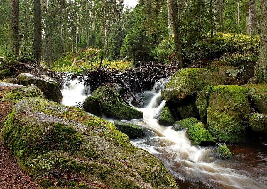 timelapse photography, river, šumava, water, moss, stones, south bohemia, autumn, trees, flowing