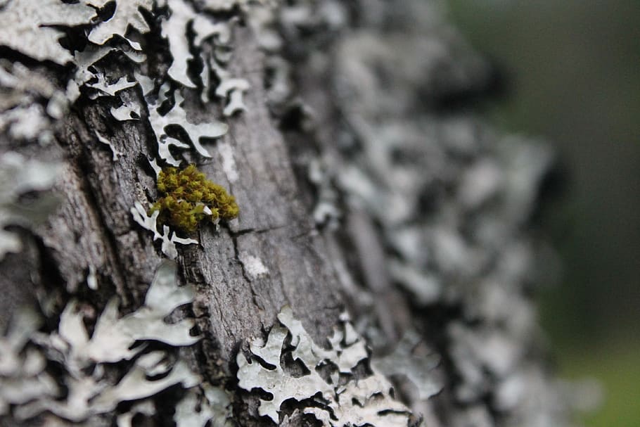 tree, moss, lichen, nature, forest, green, wood, closeup, blur, plant