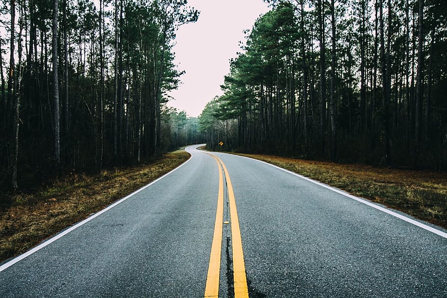 asphalt road, surrounded, trees, the way, road, way, road trip, long road, tree, plant