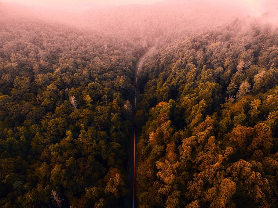 carretera al lado del bosque, montañas Blue Ridge, Virginia, paisaje, amanecer, niebla, naturaleza, al aire libre, país, desierto