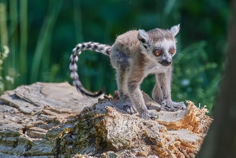 monkey, lemur, young animal, ring tailed lemur, lemur catta, madagascar, primates, cute, animal themes, animal