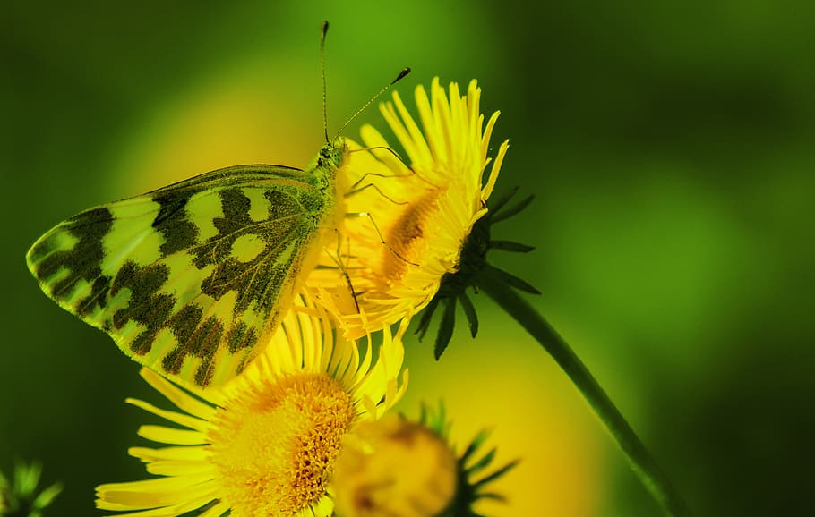 butterfly, insect, flower, yellow, green, nature, bloom, garden, flowering plant, invertebrate