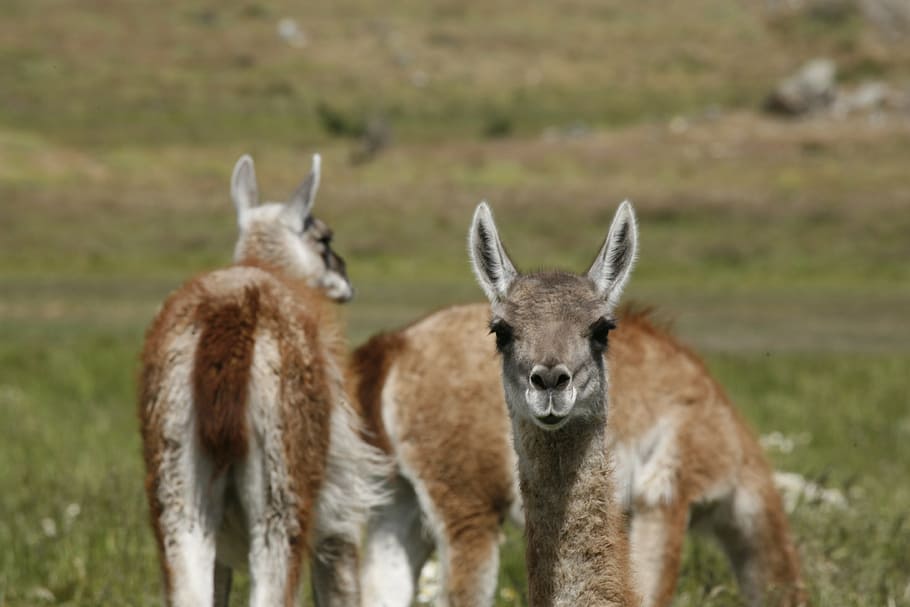 alpacas, animal, sudamérica, patagonia, vida silvestre animal, temas de animales, animales salvajes, grupo de animales, mamíferos, dos animales