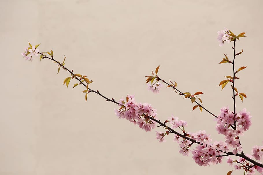 foto de close-up, rosa, flores de árvores, flor de pêssego, natural, China vento, natureza, árvore, ramo, flor
