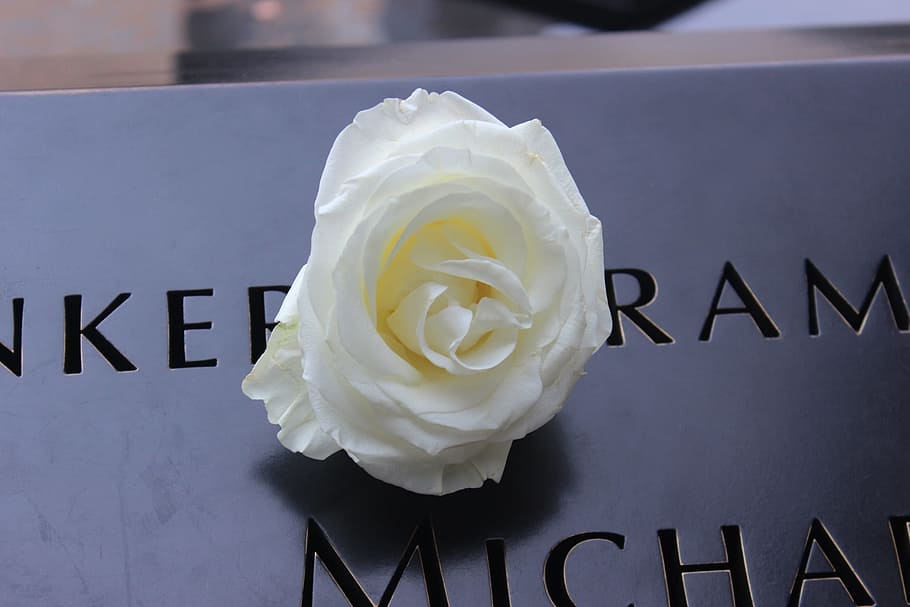 ground zero, new york, nyc, september, memorial, rose, white, remember, birthday flower, dom