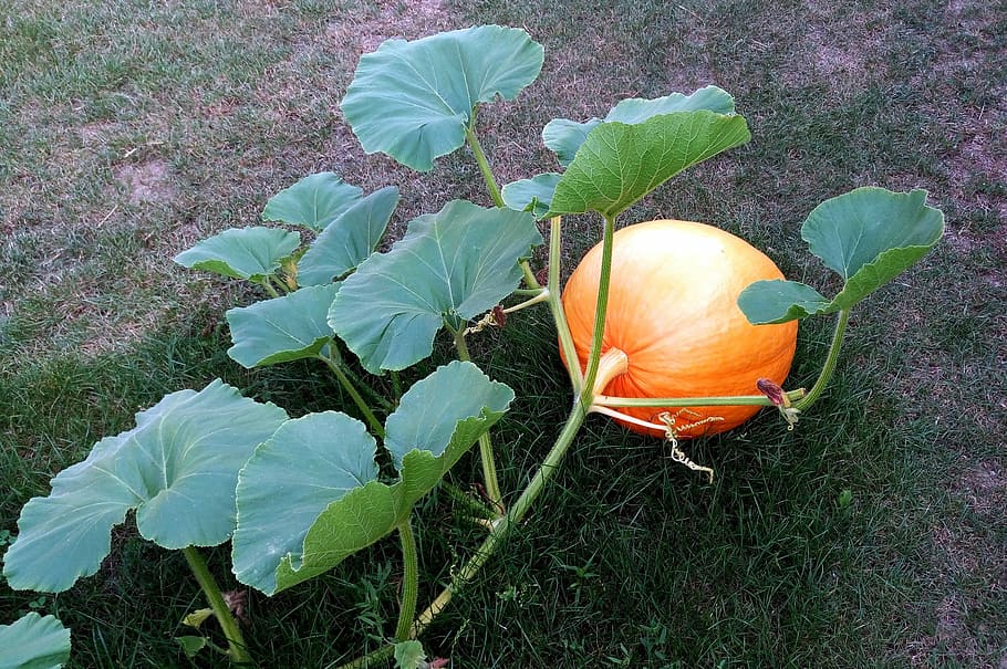 Pumpkin, Leaves, Cucurbits, Garden, vegetable, soup, leaf, growth, plant, green color