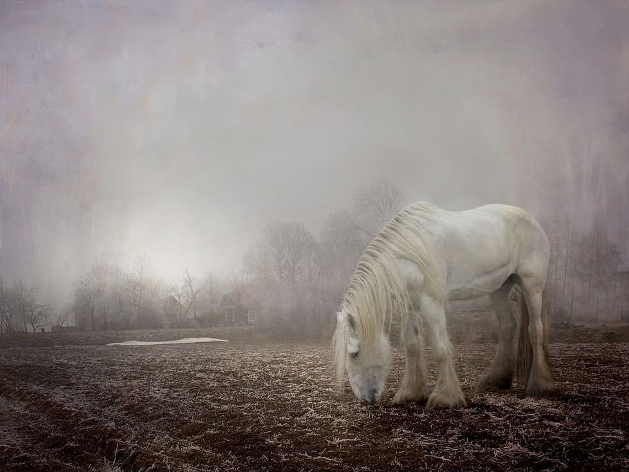 horse, eating, grass, field, halloween, spooky, fog, foggy, winter, white