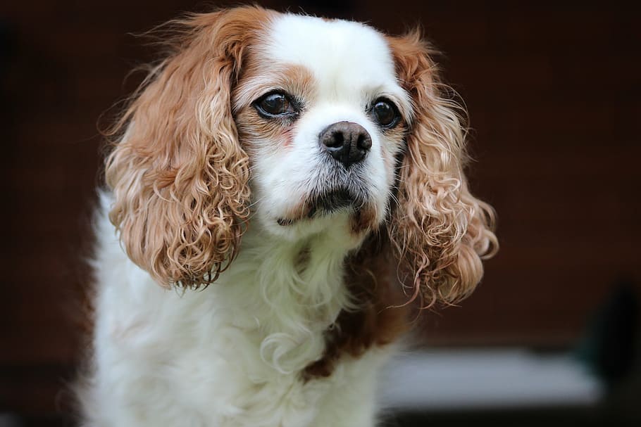 cavalier, king charles spaniel photo, king charles, pet, spaniel, dog, canine, breed, adorable, brown