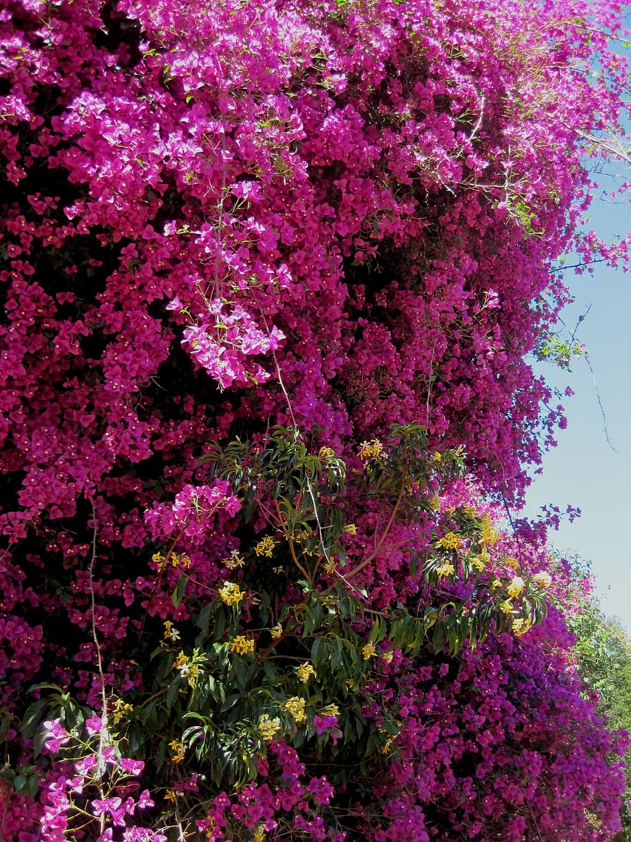 bougainvillea, shower, flowers, pink, bright, yellow between, dense, flower, flowering plant, plant