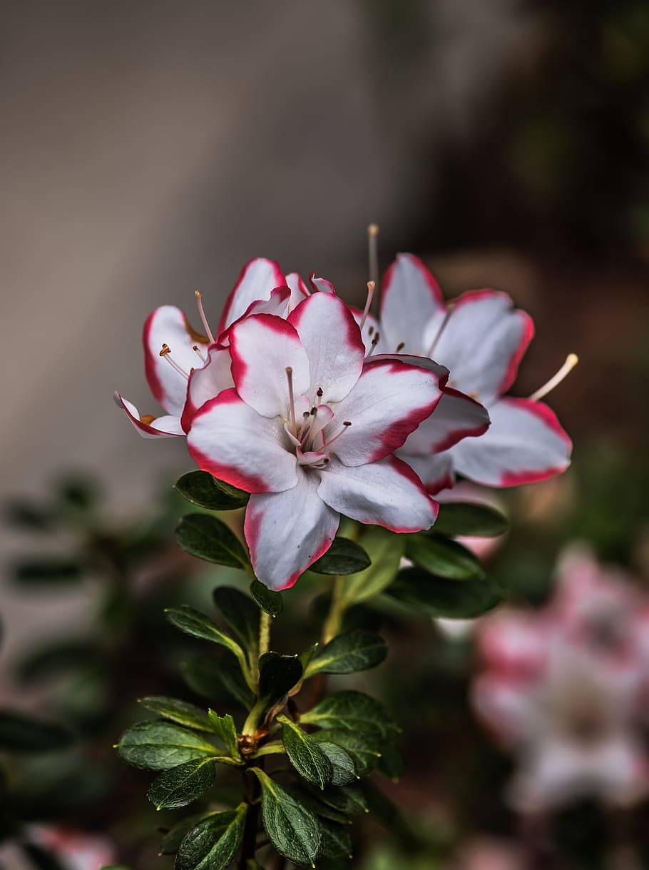 azalea, jardín, naturaleza, planta, flores, Flor, planta floreciente,  frescura, fragilidad, belleza en la naturaleza | Pxfuel