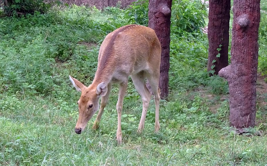 swamp deer, barasingha, female, rucervus duvaucelii, cervidae, wildlife, animal, rajasthan, india, animal themes