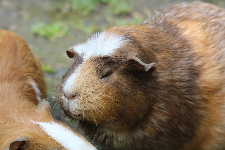 Guinea Pig, Caviidae, Species, Rodent, species of rodent, rodents, cute, animal, animals, mammal