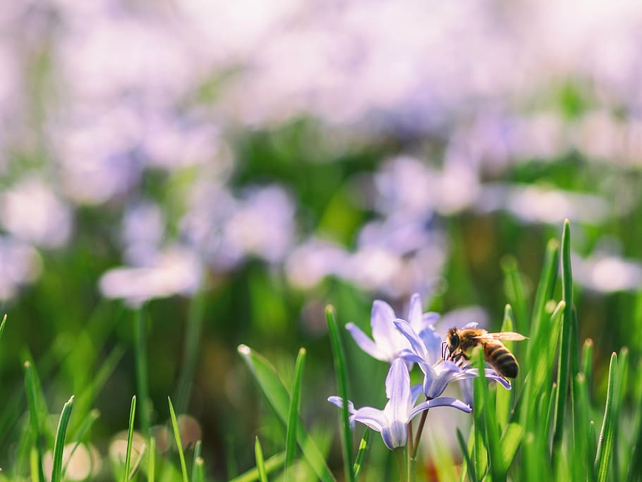 foto macro, miel de abeja, púrpura, flor, verde, hoja, desenfoque, bokeh, abeja, insecto
