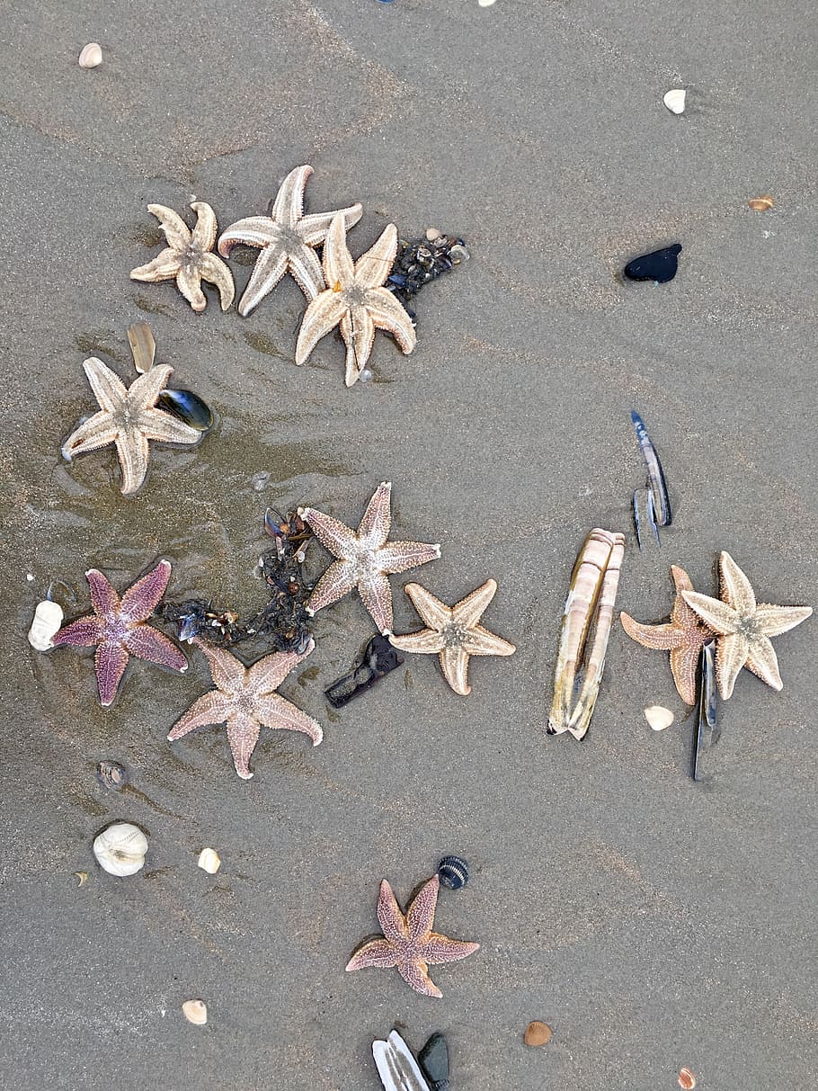 assorted-color starfish, gray, sand, beach, noordwijk, netherlands, sea, sandy beach, coast, starfish