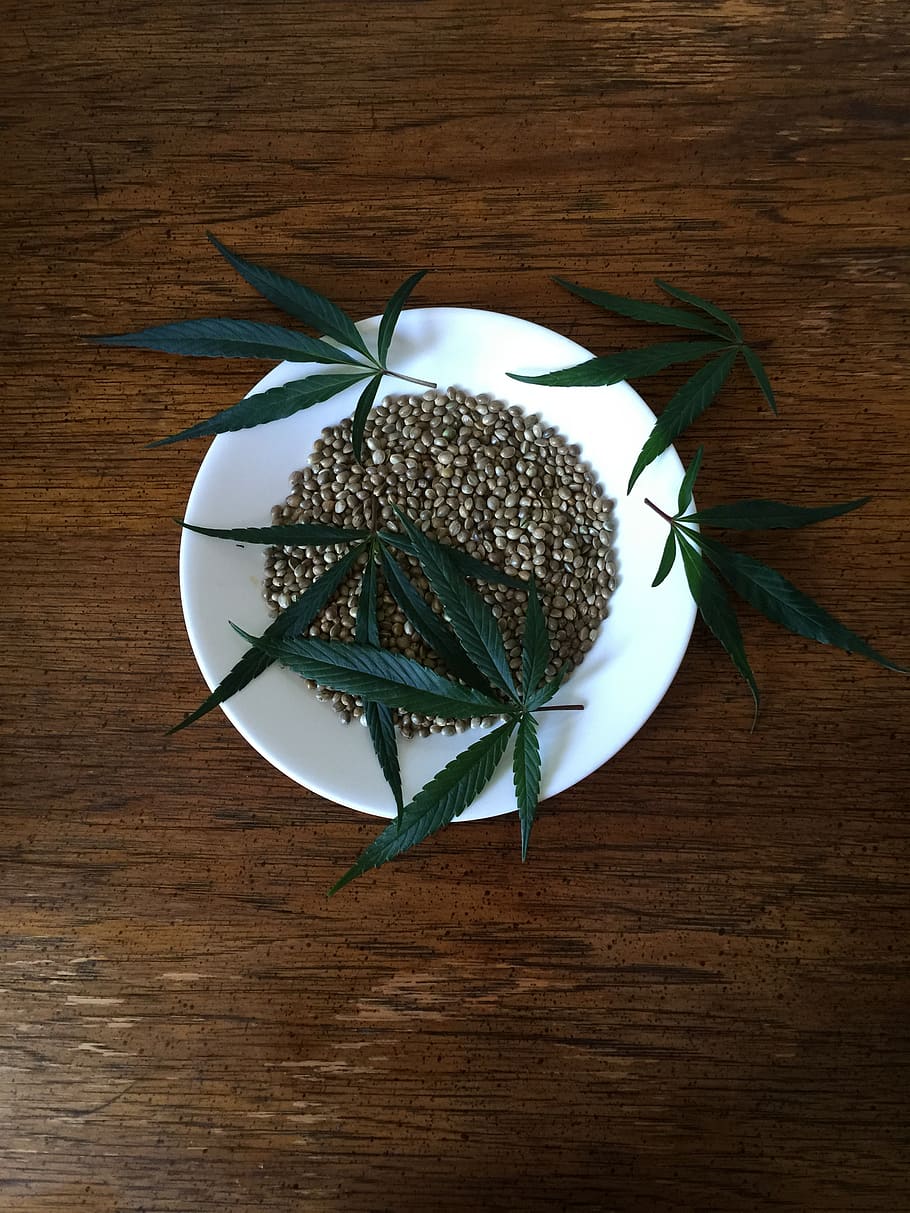 hemp seeds, sativa, hemp, protein, seeds, food, cannabis, natural, ingredient, organic