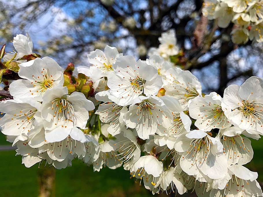벚꽃 봄, 자연, 벚꽃, 꽃, 봄, 꽃 피는 식물, 취약성, 식물, 신선도, 자연의 아름다움