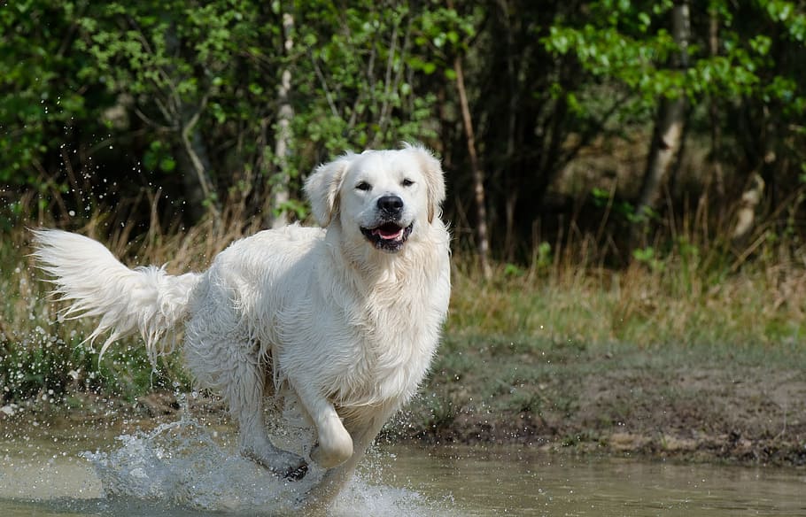 cream labrador retriever, running, water, daytime, golden retriever, dog, summer, wet dog, lake, nature