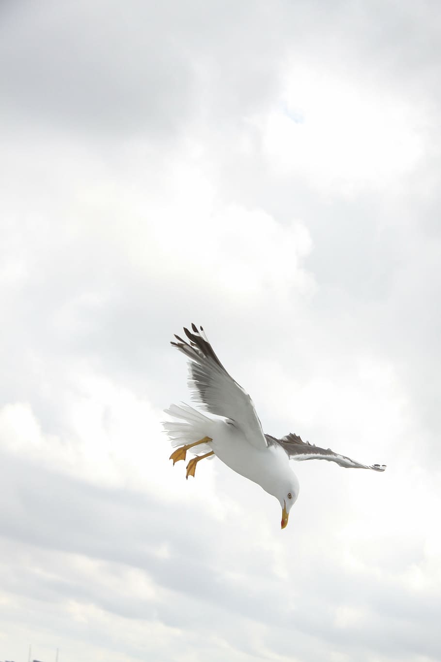 white, gray, bird, seagull, wings, fly, nature, flying, animal, sky