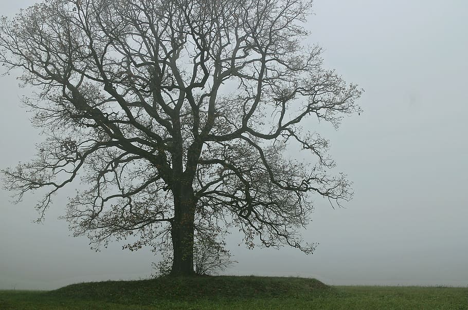árbol, niebla, sombra, silueta, luz, planta, cielo, belleza en la naturaleza, paisaje, tranquilidad