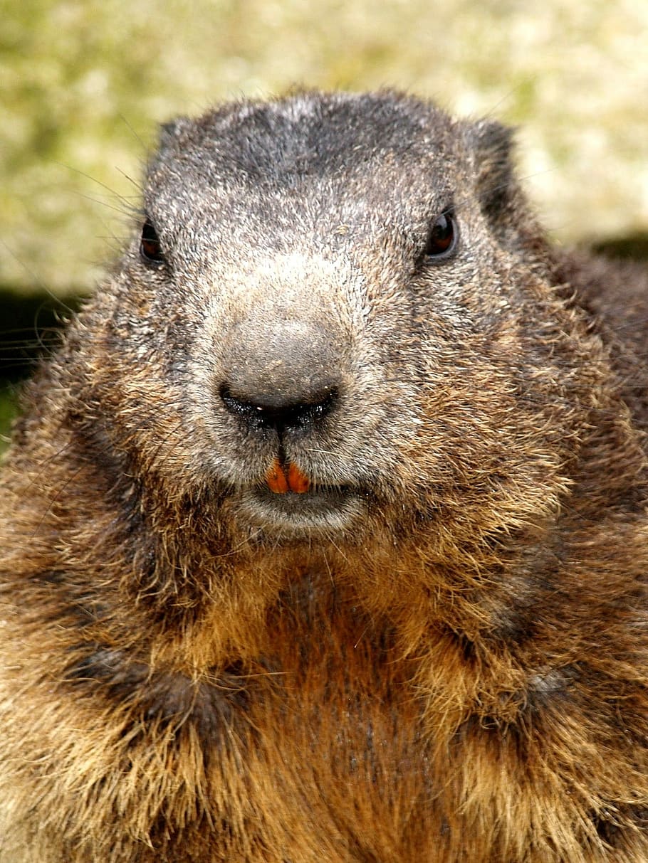 Beaver, Rodent, Close, one animal, animal wildlife, animals in the wild, animal, portrait, close-up, mammal