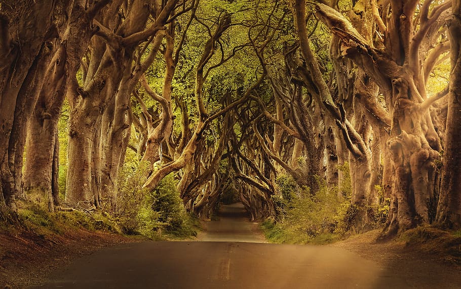 jalan antara pohon, pohon, jalan, lindung nilai gelap, irlandia utara, legenda, sinar matahari, pencahayaan, misterius, aneh