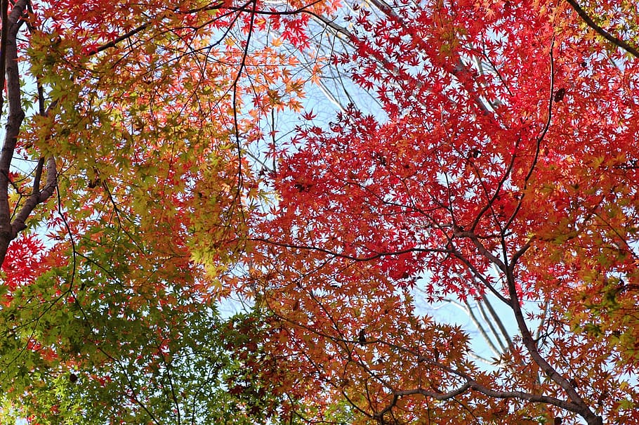 outono, folhas outonais, coloridas, madeiras, floresta, arboreto, árvore, planta, visão de baixo ângulo, ramo