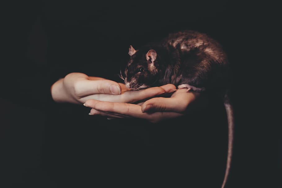 orang, memegang, hitam, tikus, mouse, gelap, hewan, tangan, telapak tangan, hanya orang dewasa