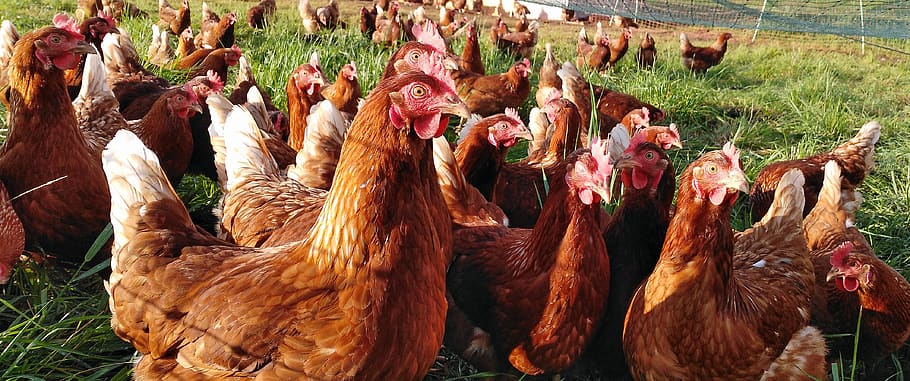 chicken, chickens, hen, poultry, farm, range, livestock, agriculture, animal, bird