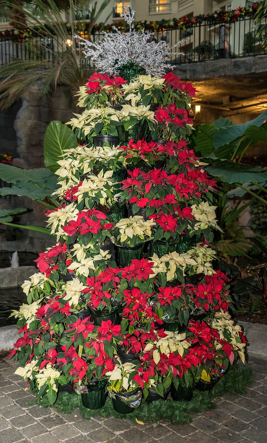 poinsettias, tree, christmas, flower, xmas, holiday, decorative, design, decoration, floral