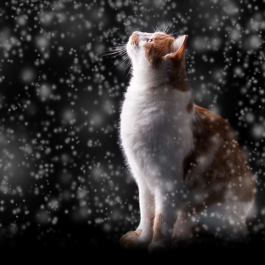 オレンジ色のトラ猫, 雪, 猫, 冬, 夜, 寒さ, アディダス, 赤猫, 子猫, 霜