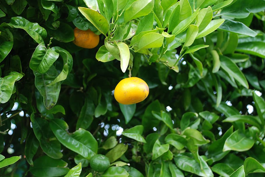 naranjo, orange, oranges, autumn, fruit, fruit tree, fruit trees, nature, tree, food