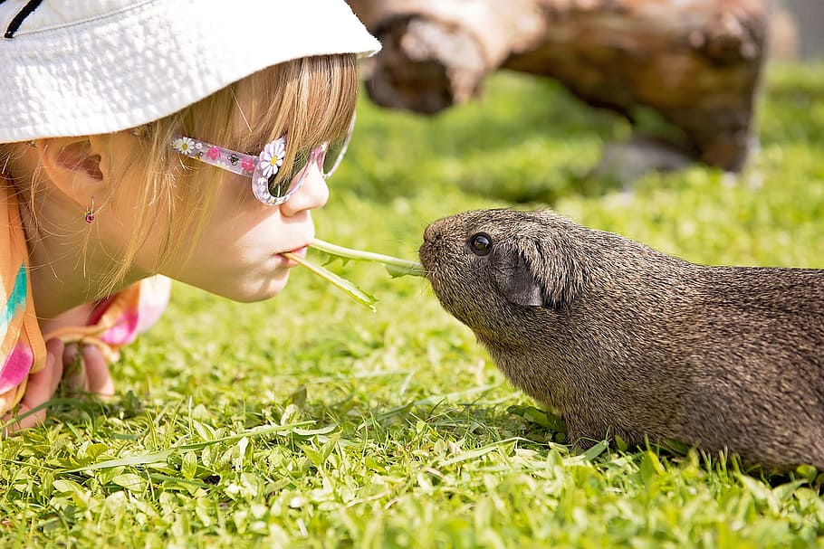 Child, Guinea Pig, Friendship, smooth hair, lemonagouti, nature, nager, rodent, animal, cute