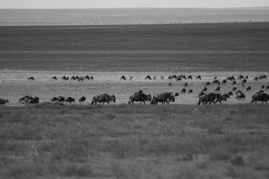 wildebeest, migration, arrival, africa, wildlife, tanzania, serengetti, nature, wild, travel
